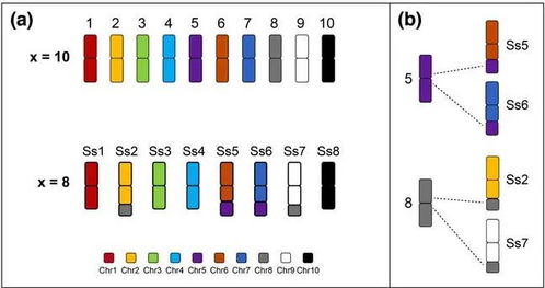 我校國(guó)家甘蔗工程技術(shù)研究中心鄧祖湖團(tuán)隊(duì)開(kāi)發(fā)甘蔗染色體全涂染探針揭示甘蔗復(fù)合體不同物種間染色體融合